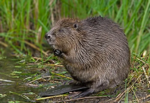 Indianapolis Beaver Removal