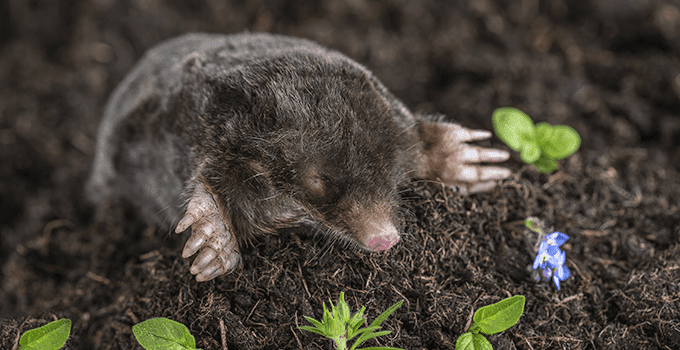 Indianapolis Moles/ Voles Control