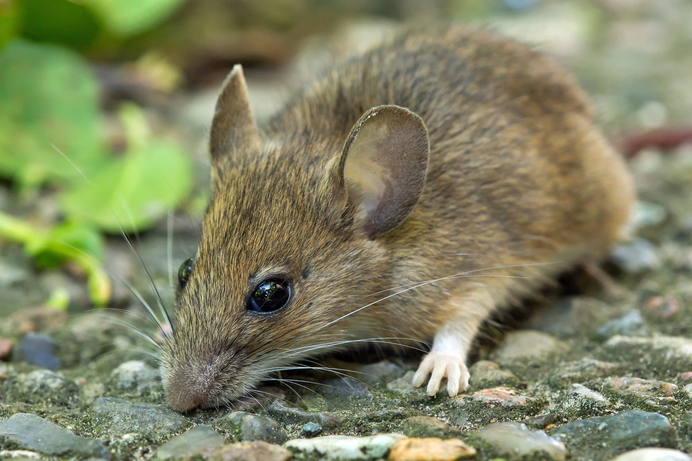 Indianapolis Mice/ Rat Control
