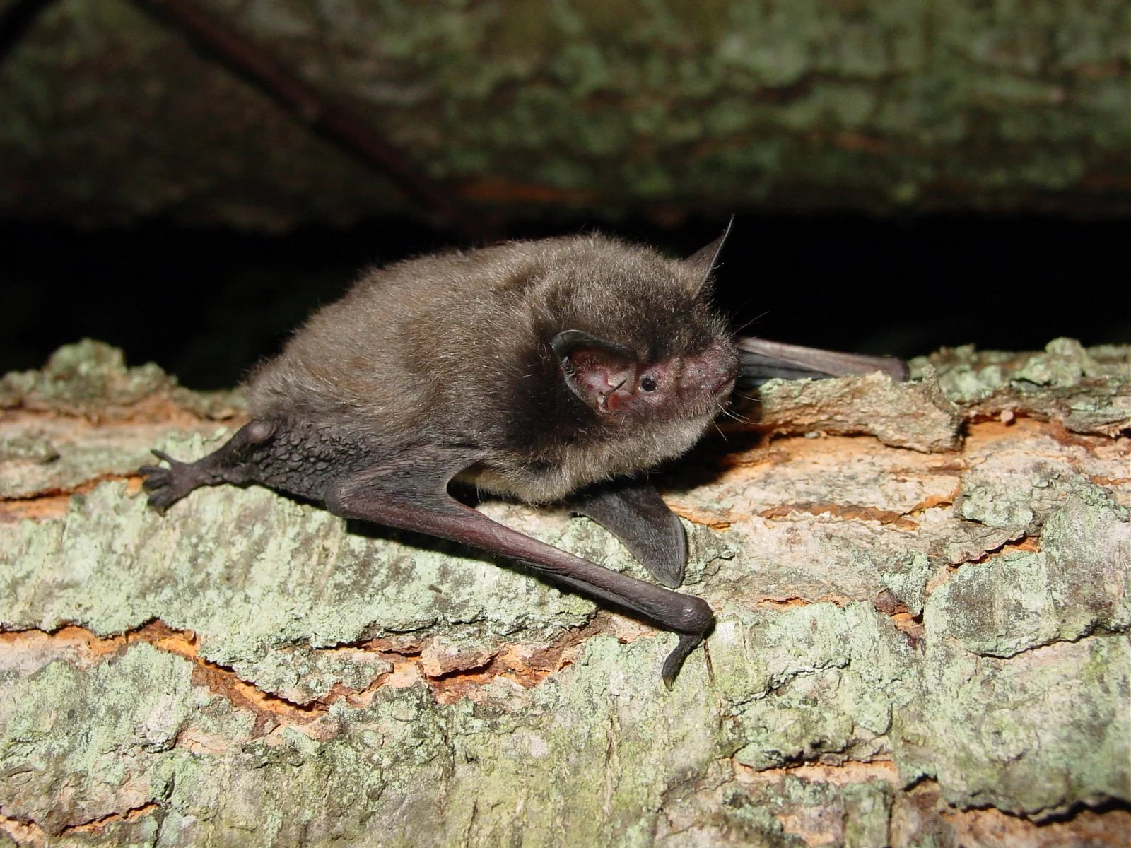 Indianapolis Bat Removal