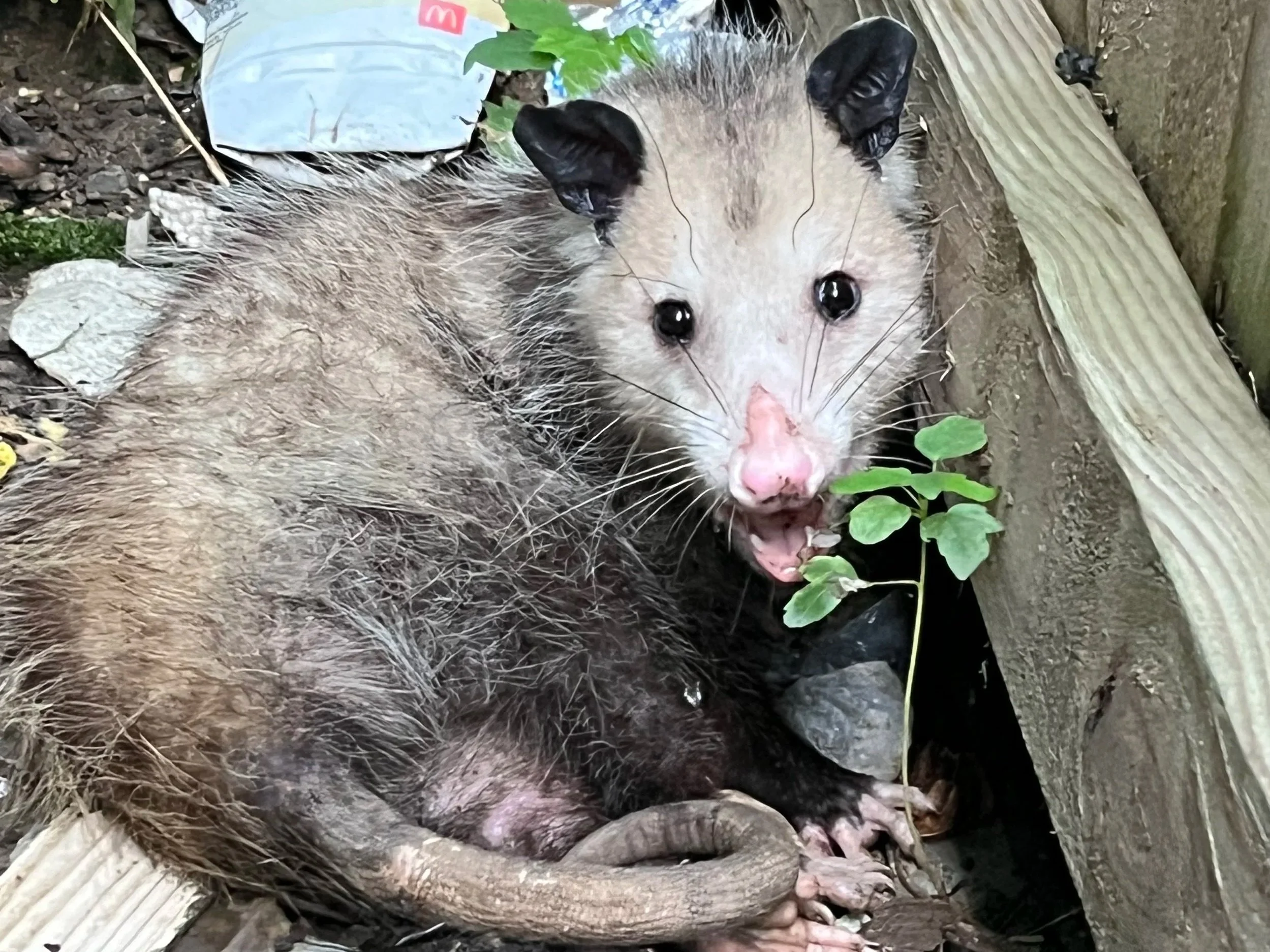 Need opossum removal in Indianapolis? Nature-Nix provides professional opossum trapping, removal, wildlife exclusion, and entry-point repairs for homes and businesses.