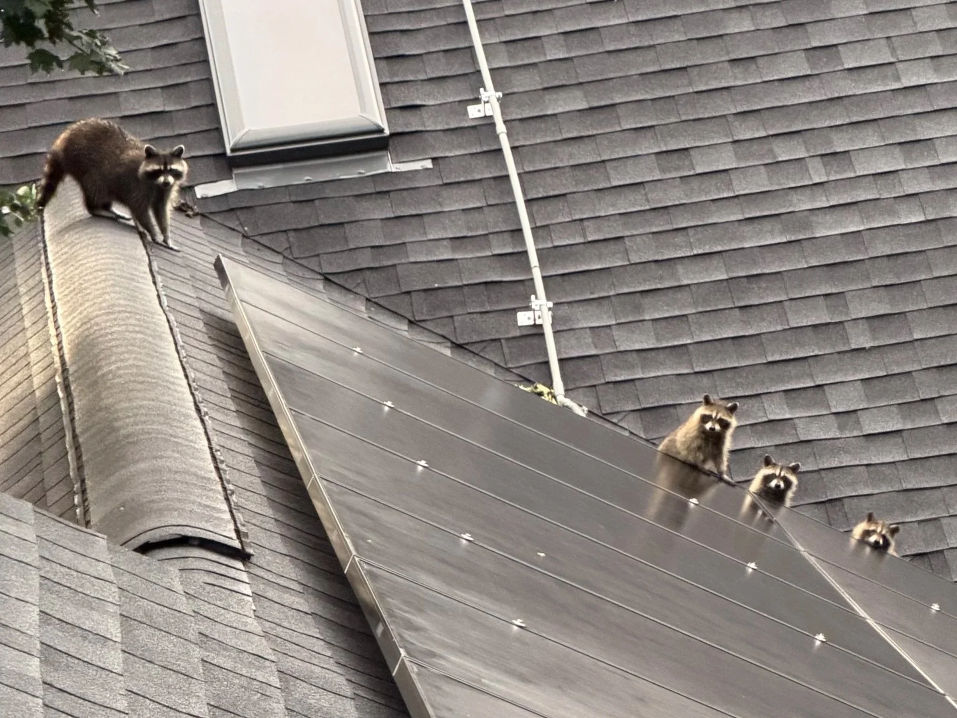 Professional raccoon removal in Indianapolis. Nature-Nix safely removes raccoons, repairs entry points, and provides wildlife exclusion to help prevent them from returning.