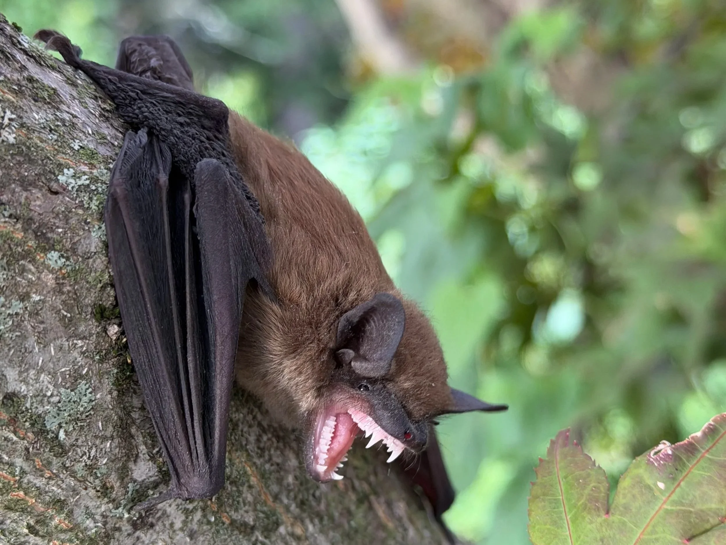 Professional bat removal and exclusion in Indianapolis. Nature-Nix helps safely remove bats, install exclusion devices, seal entry points, and address bat guano cleanup.