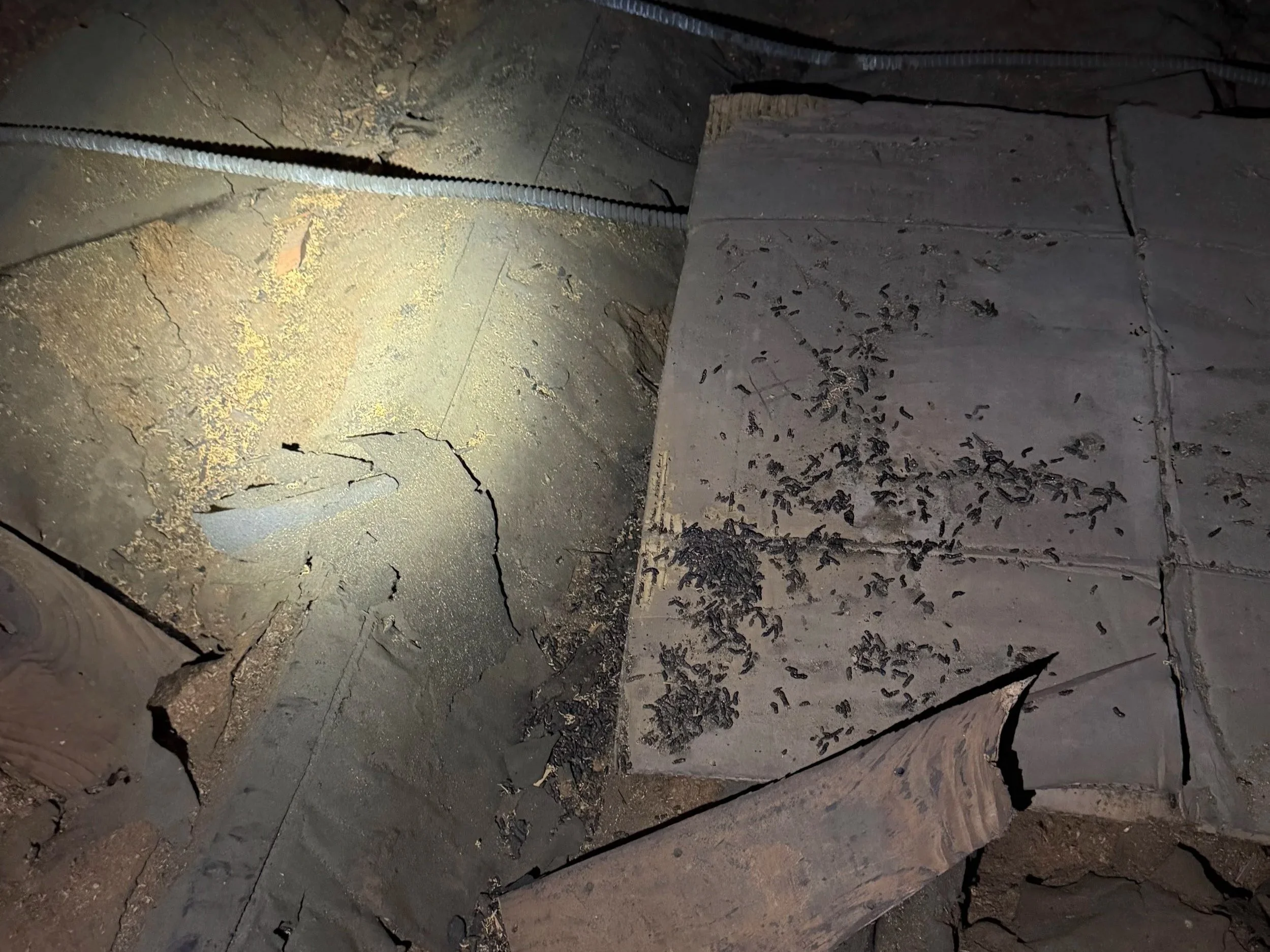 Hear animals in your attic? Nature-Nix provides attic wildlife removal in Indianapolis for raccoons, squirrels, bats, birds, and other nuisance wildlife.