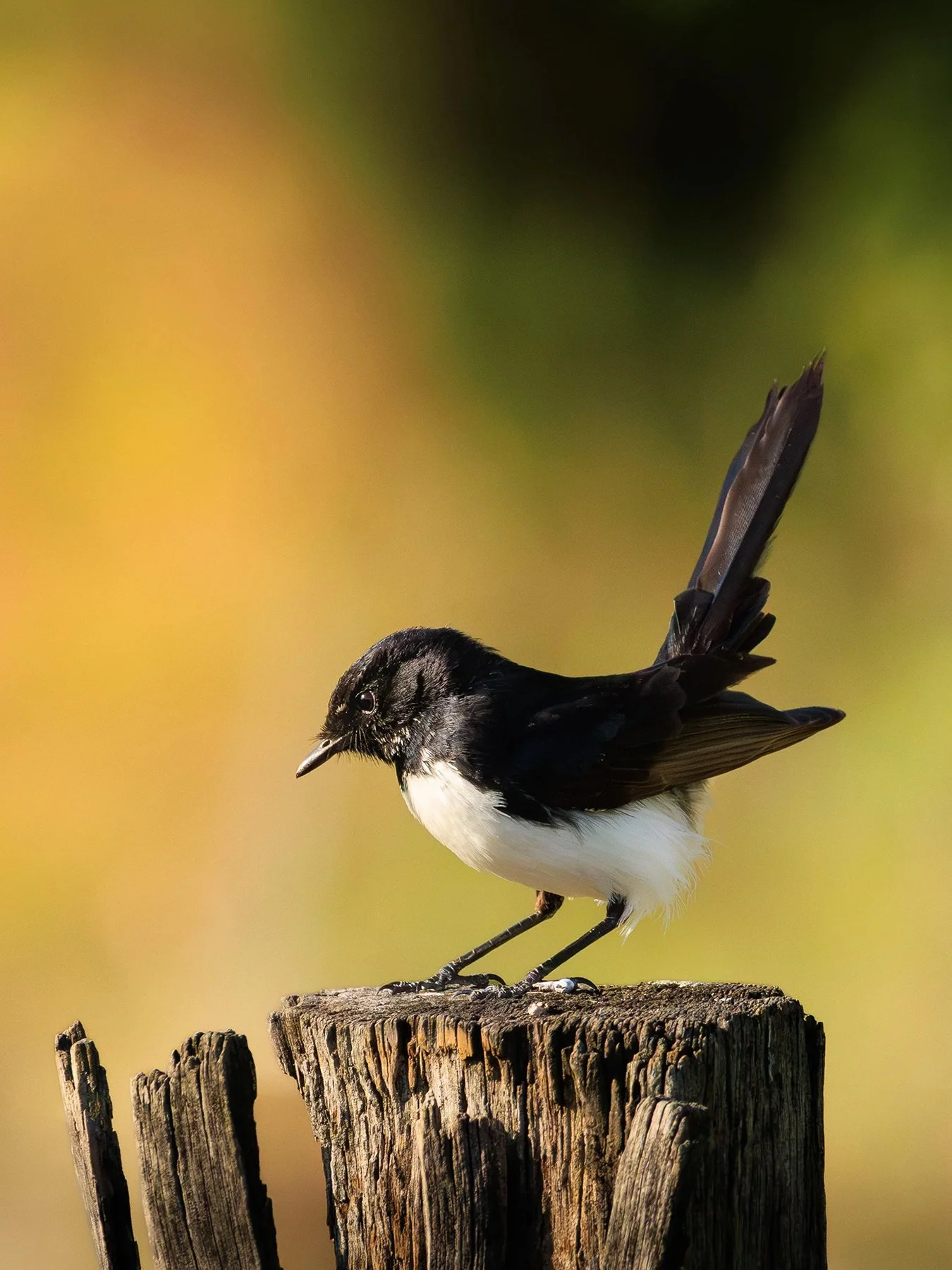 Perfect-Perch-—-Willie-Wagtail,-Queensland.jpg
