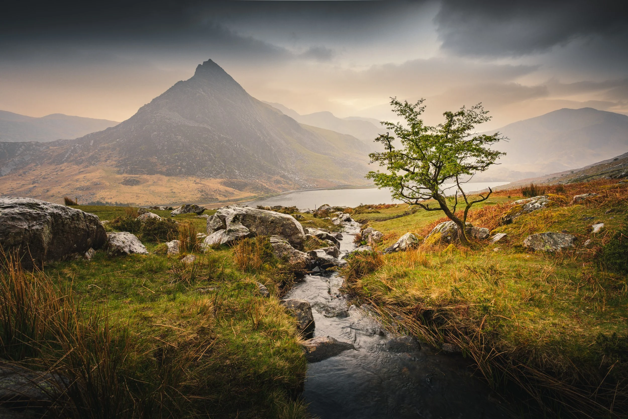 Lone tree at Tyfan, North Wales, UK