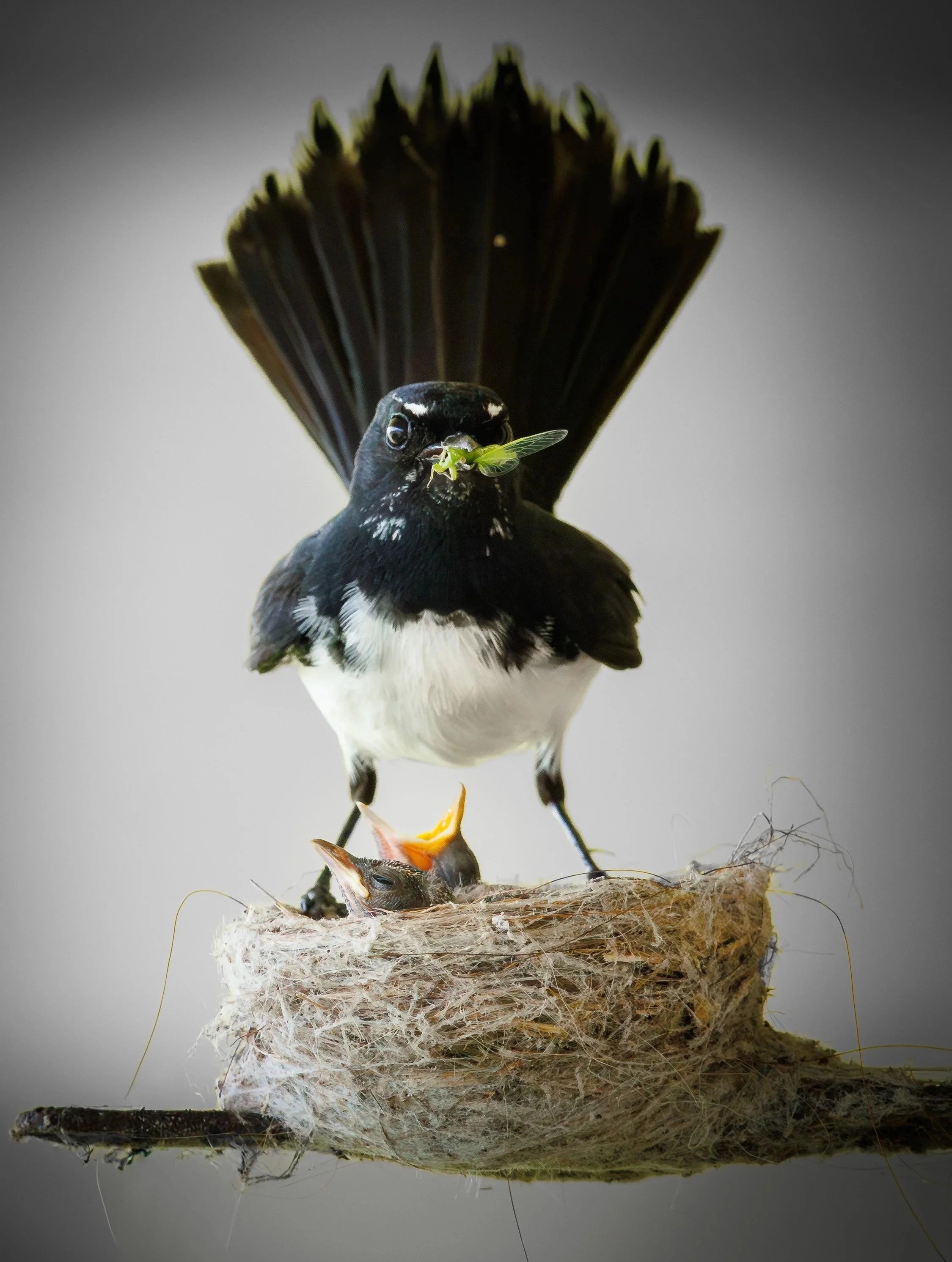 Willie%2BWagtail%2Bwith%2BChicks%2B-%2BNov%2B25%2Bby%2BPaul%2BWelding-2.jpg