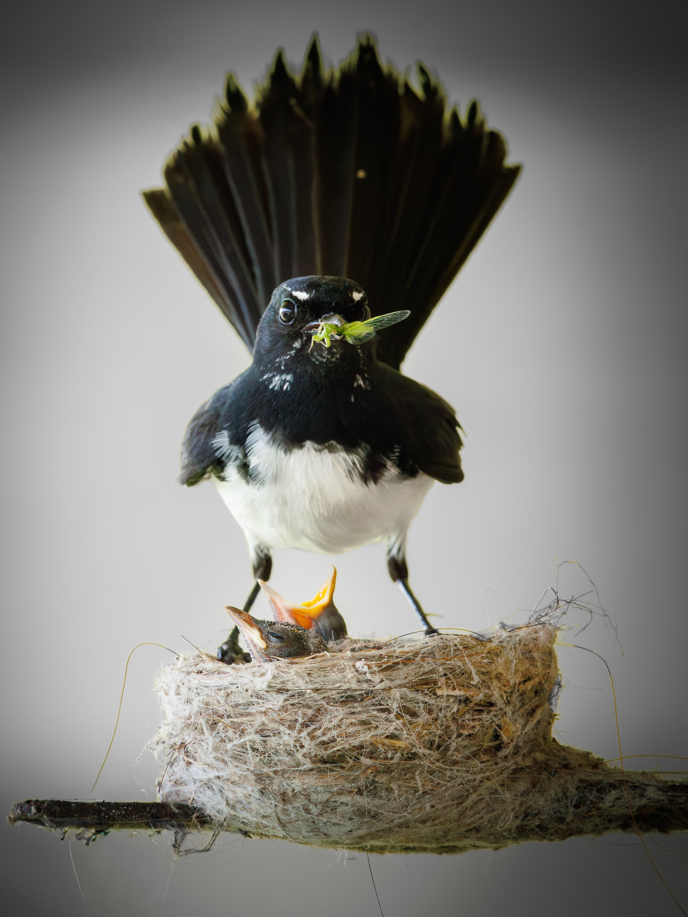 Browse my collection of fine art Wildlife prints