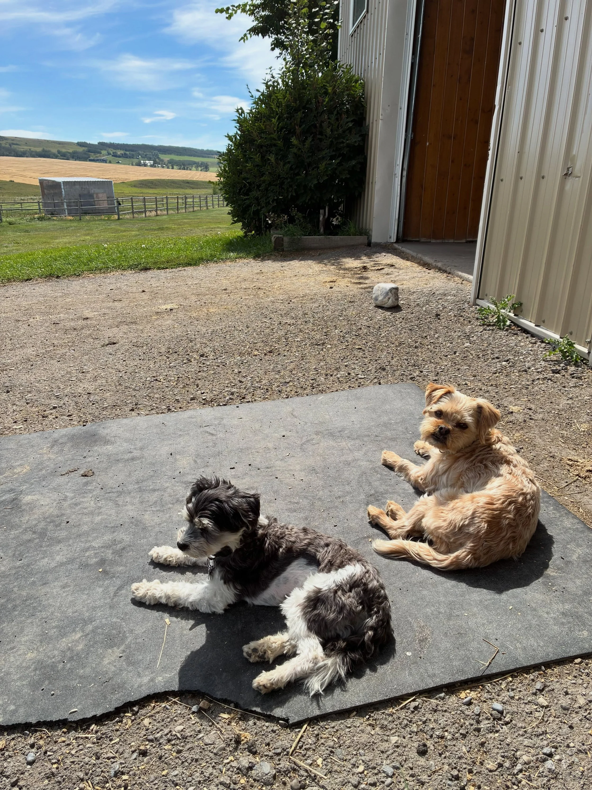 #farmdogs