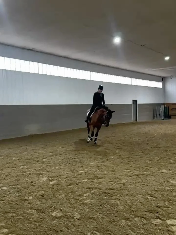 As Reveille&rsquo;s understanding of connection grows we have started to introduce some stretchy trot at the end of her rides. We don&rsquo;t just want her to lower her head, she needs to reach for the contact while continuing to push from behind. Eq