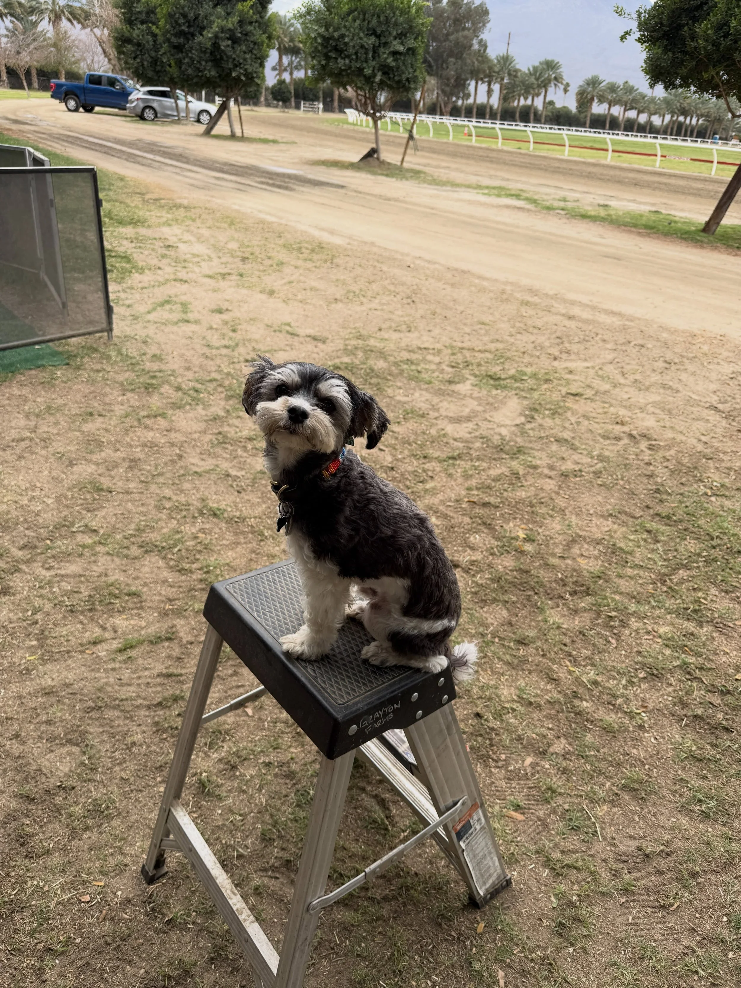 Looking for Thermal, CA accommodation for 1 girl and her dog.
Dec 1-March 1:)
(Picture for attention, actual dog is a bigger dog, but equally as cute and well behaved)