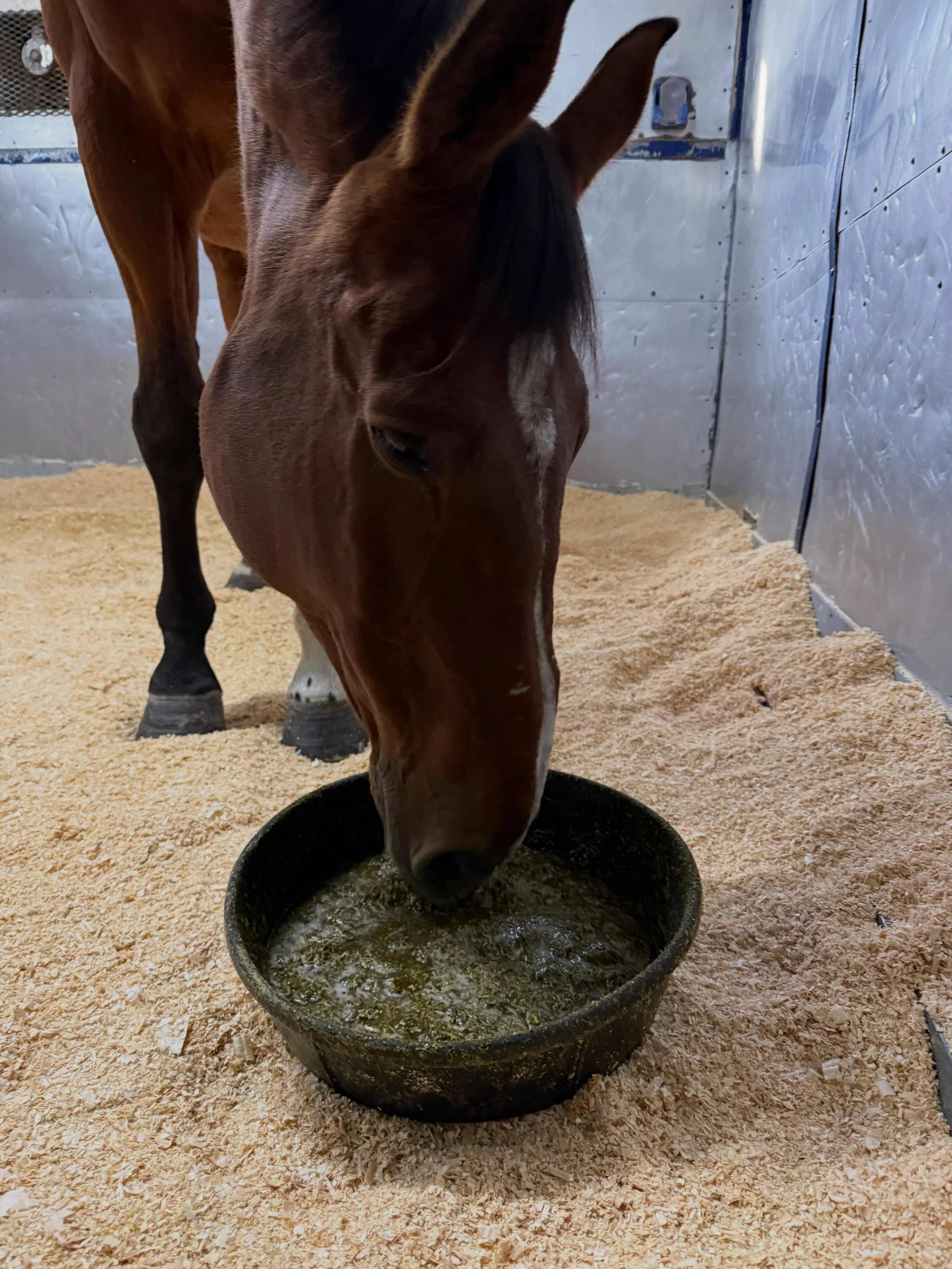 Never been so happy for the morning 💩 report. Arthur had a little bump in the road yesterday, but all is flowing like it should now!
.
#itsjustpoopey #thankfulforeverydaywithyou 
.
So grateful for the amazing staff and vets @mooreequinevet