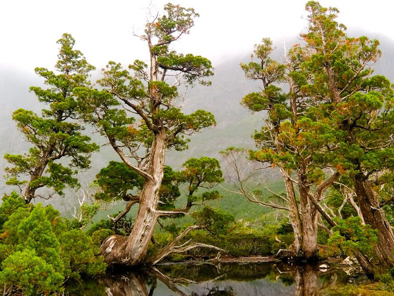 083-North-East-Tas-ancient-pines-near-cradle-mtn_3383134.jpg