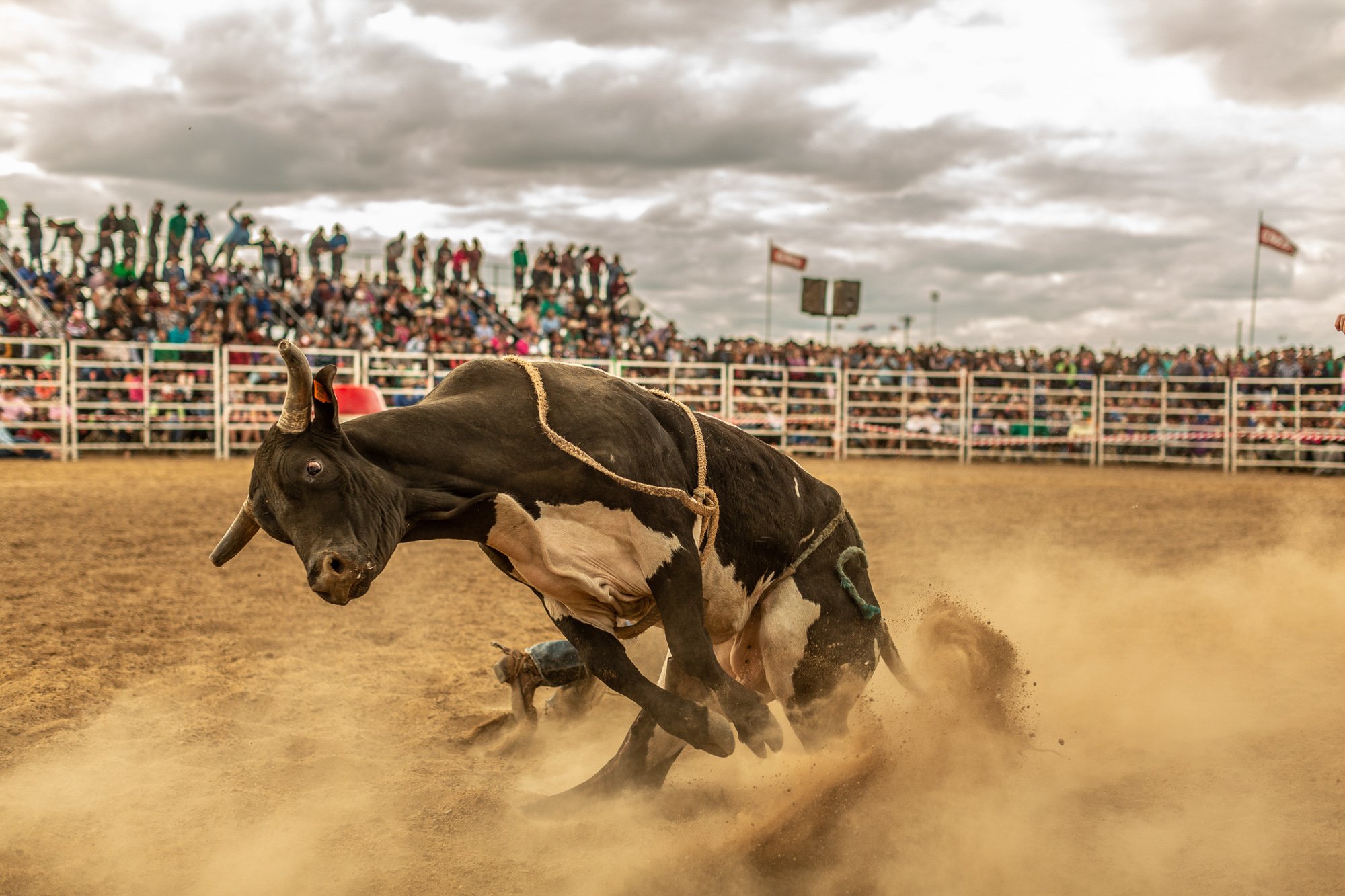 A rodeo bull bucking with a rope around its neck while dust kicks up on a dirt arena. In the background, there are spectators sitting on bleachers under a cloudy sky.