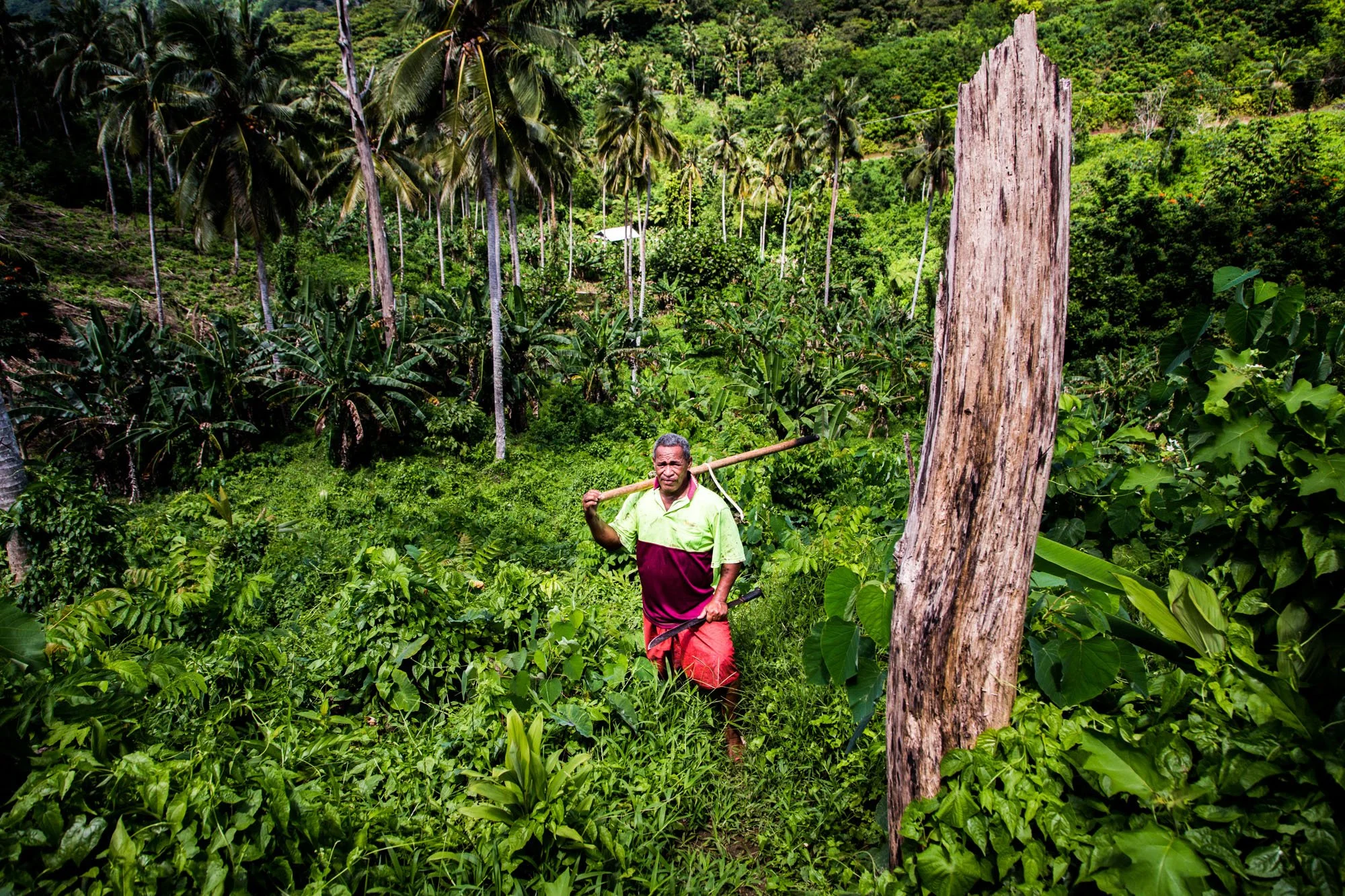 Portrait of a Samoan taro farmer on his plantation.
