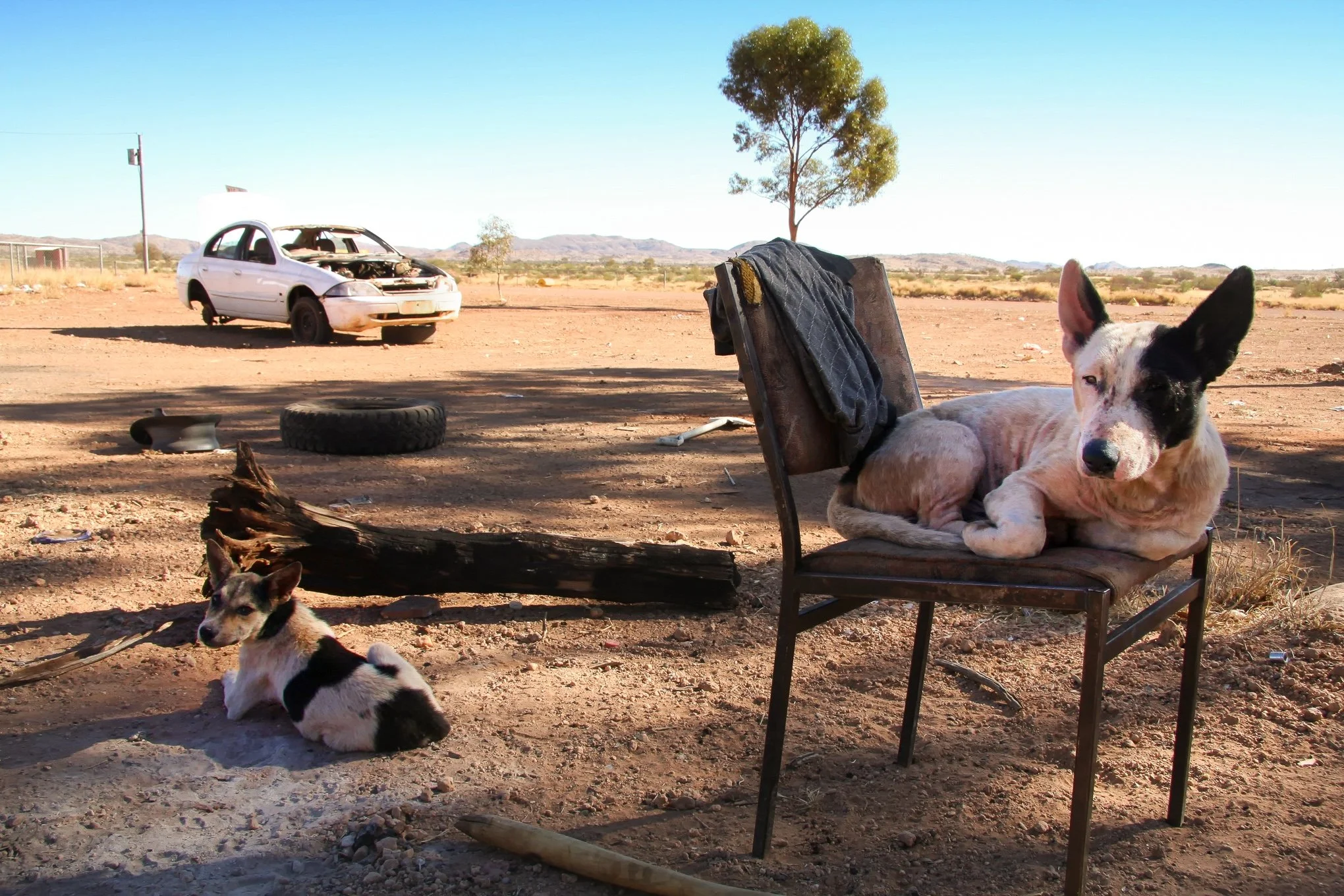 Two dogs in a remote aboriginal community in outback Australia 