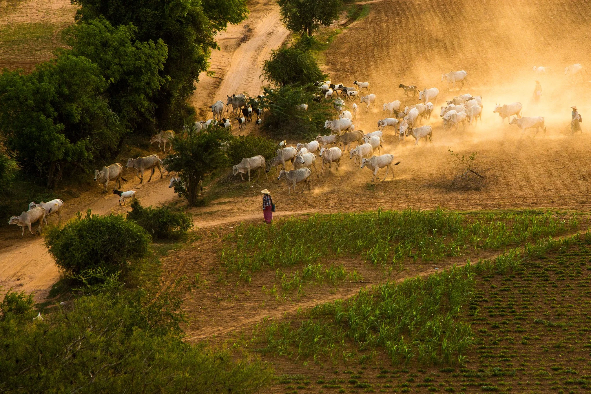 Cattle move through dust as herders guide them inside the Bagan Archaeological Zone.