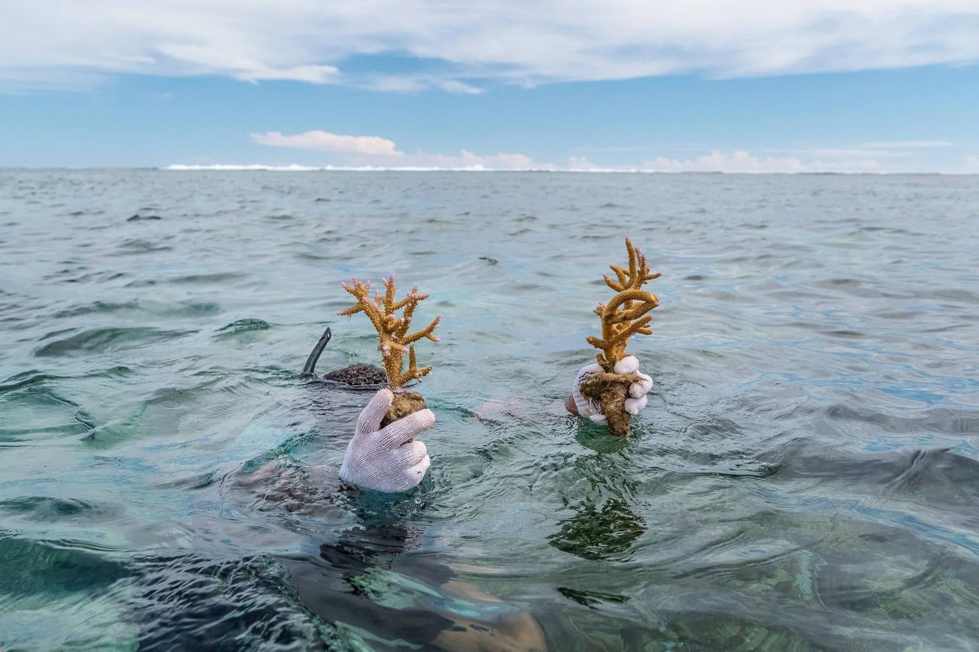 Jonacani Masi comes out of the water holding two rejuvenated pieces of Coral in Sigatoka on the main island of Viti Levu in Fiji.