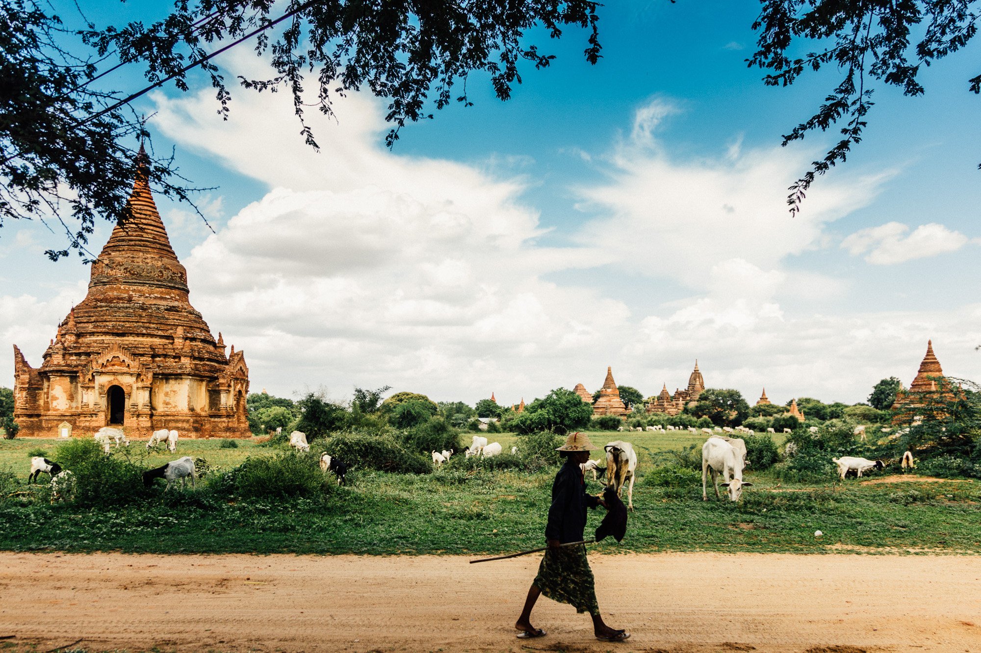 A rural scene with ancient temples in Bagan, Myanmar. As a person wearing traditional clothing and a straw hat walks along a dirt road, with grazing cows around.