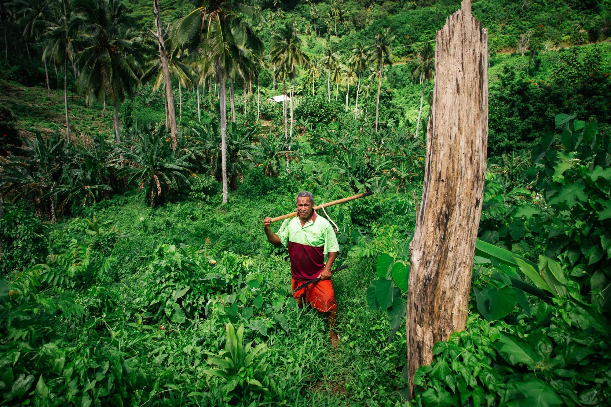 A Samoan farmer climbs through the highlands of Upolu carrying a machete