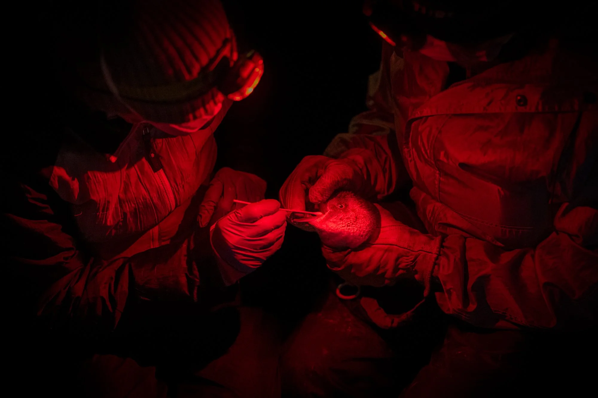 A ranger holds open a little penguin’s beak while another takes a swab sample during the H5 bird flu vaccination program on Phillip Island, Australia.