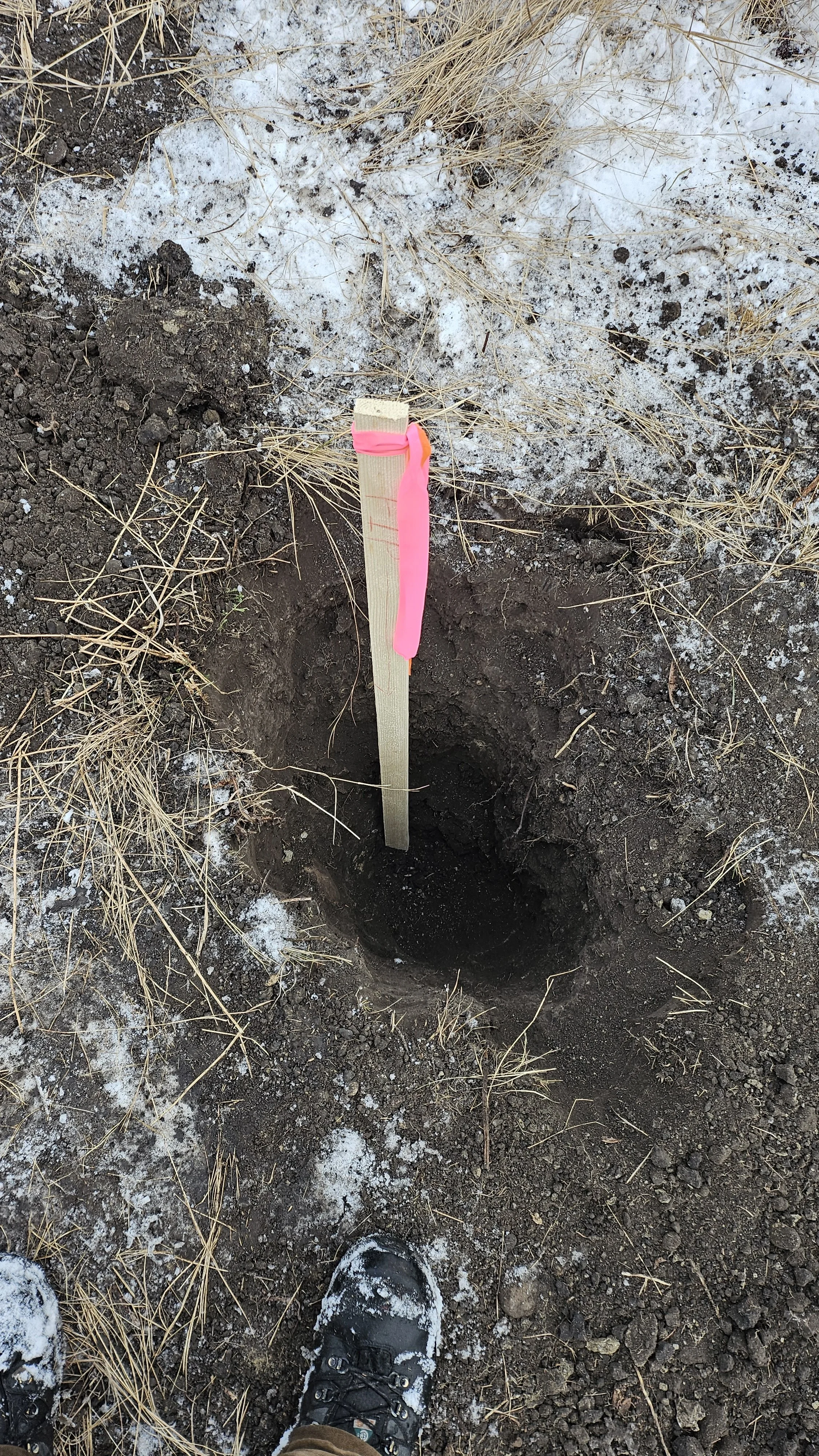A person standing on dirt and snow, wearing black hiking shoes, looking at a freshly dug hole in the ground, marked with a wooden stake with a pink ribbon.