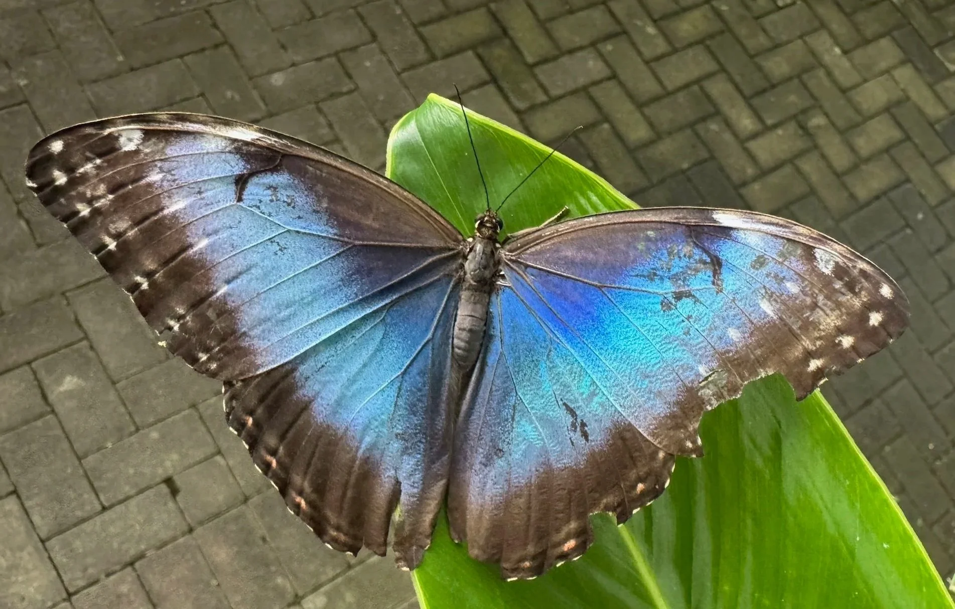 A large butterfly with vibrant blue, brown, and white wings perched on a green leaf. The background shows a paved stone surface.