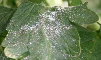 honey_dew-sugar.jpg
