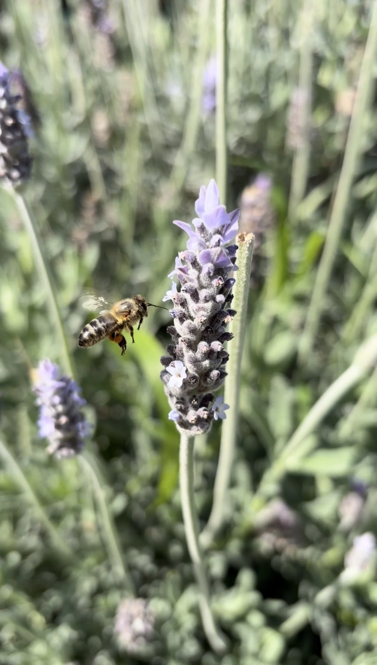 Spring 2026 Newsletter 