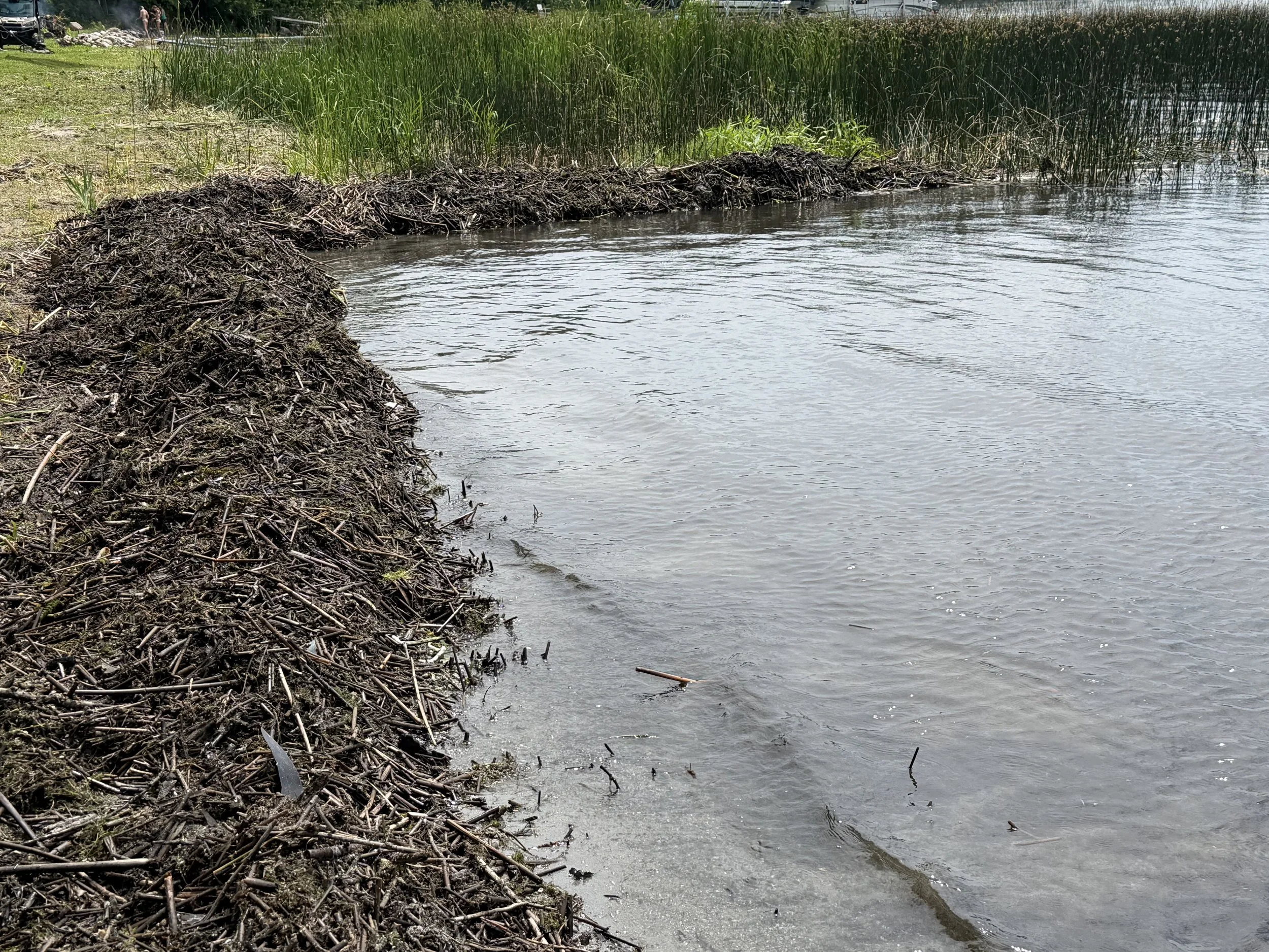 A lakeside scene with a shoreline of dirt and sticks, green grass and tall plants, and calm water with small ripples.