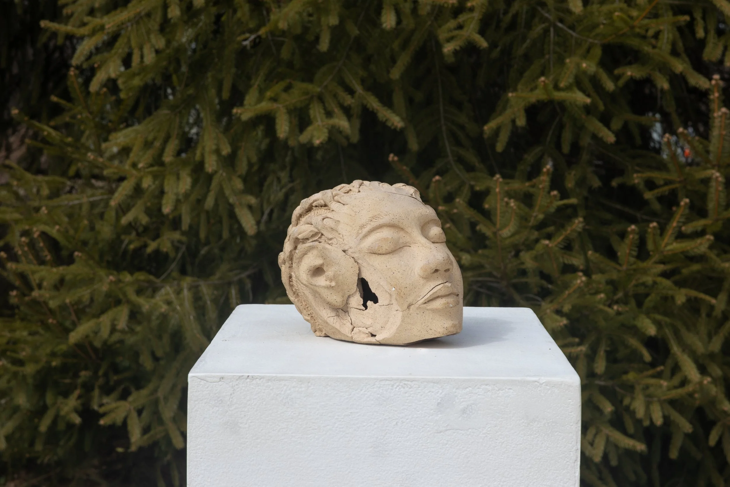 A damaged stone sculpture of a human face with curly hair, placed on a white pedestal outdoors with green pine tree branches in the background.