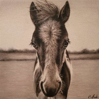 Bucky- Carol Acedo
Acrylic paint on raw canvas
14 x 14 x 0.75"
$1500