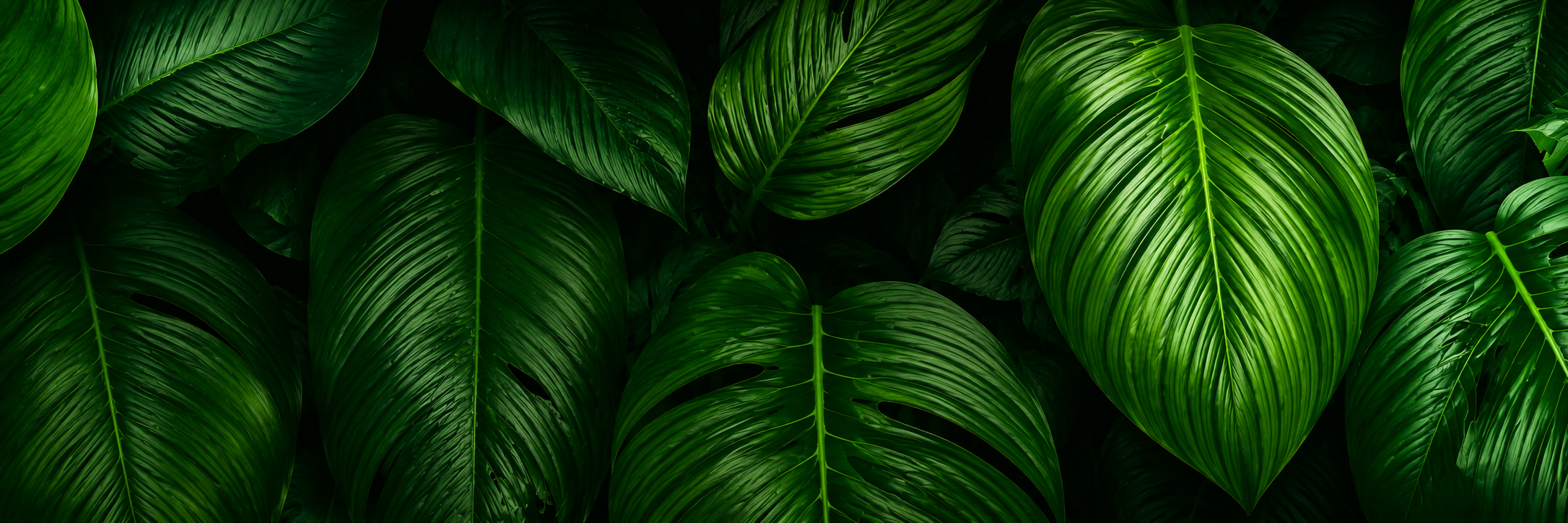 Close-up of large vibrant green tropical leaves with prominent veins.