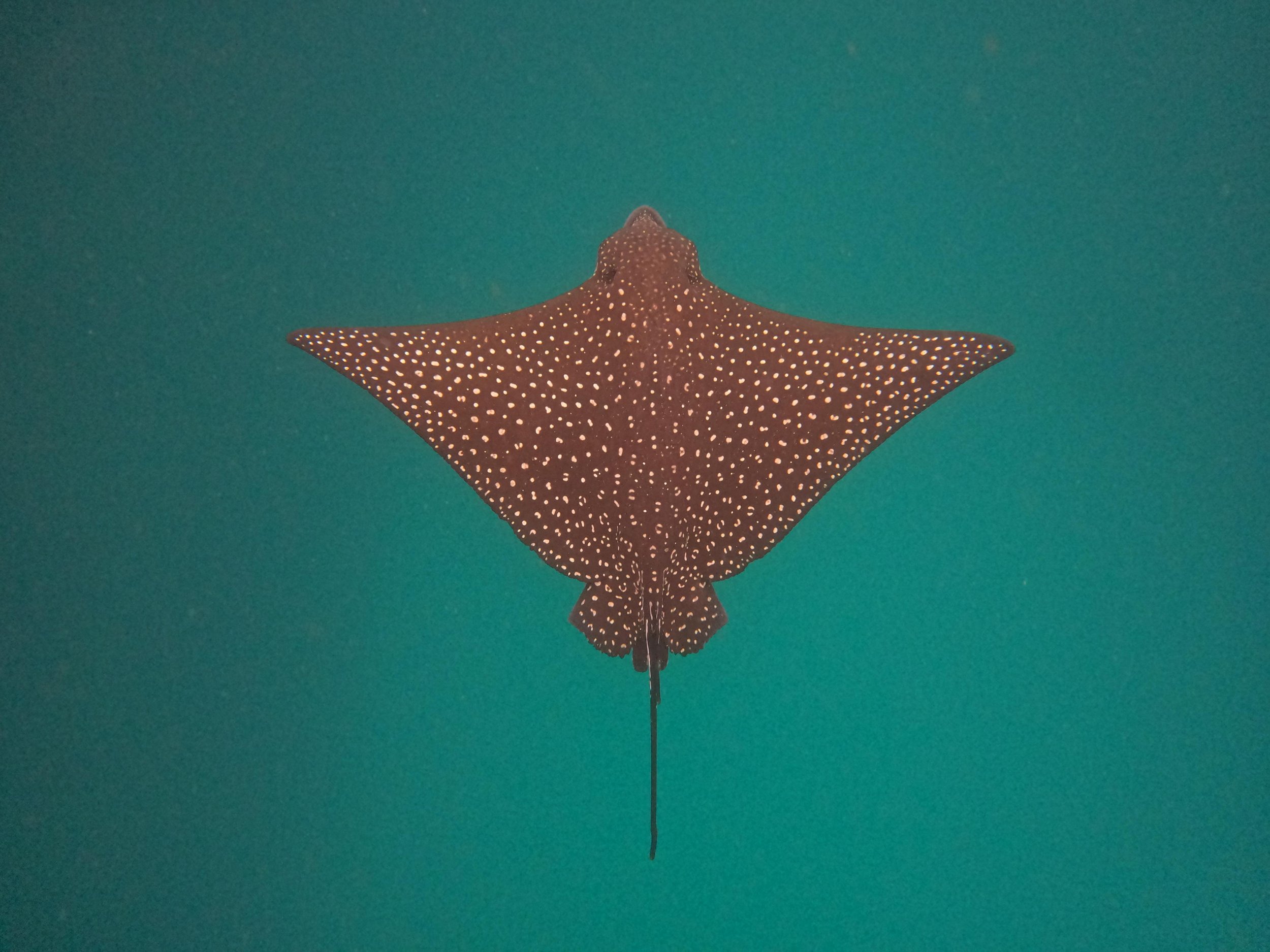 MANTARAYA