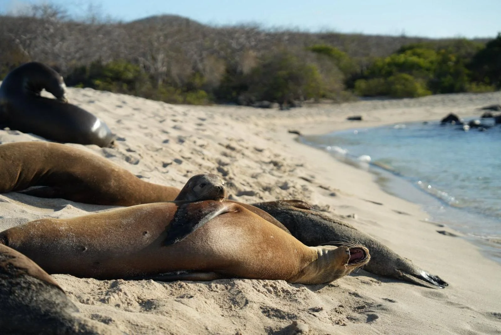 LOBOS MARINOS GALAPAGOS
