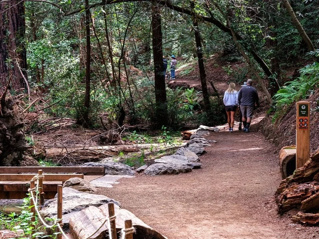 Roy's Redwoods