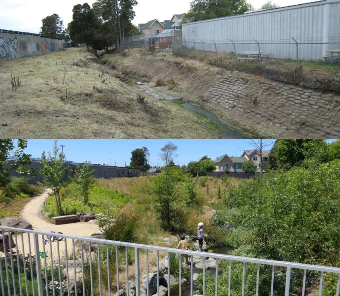 Codornices Creek before and after restoration