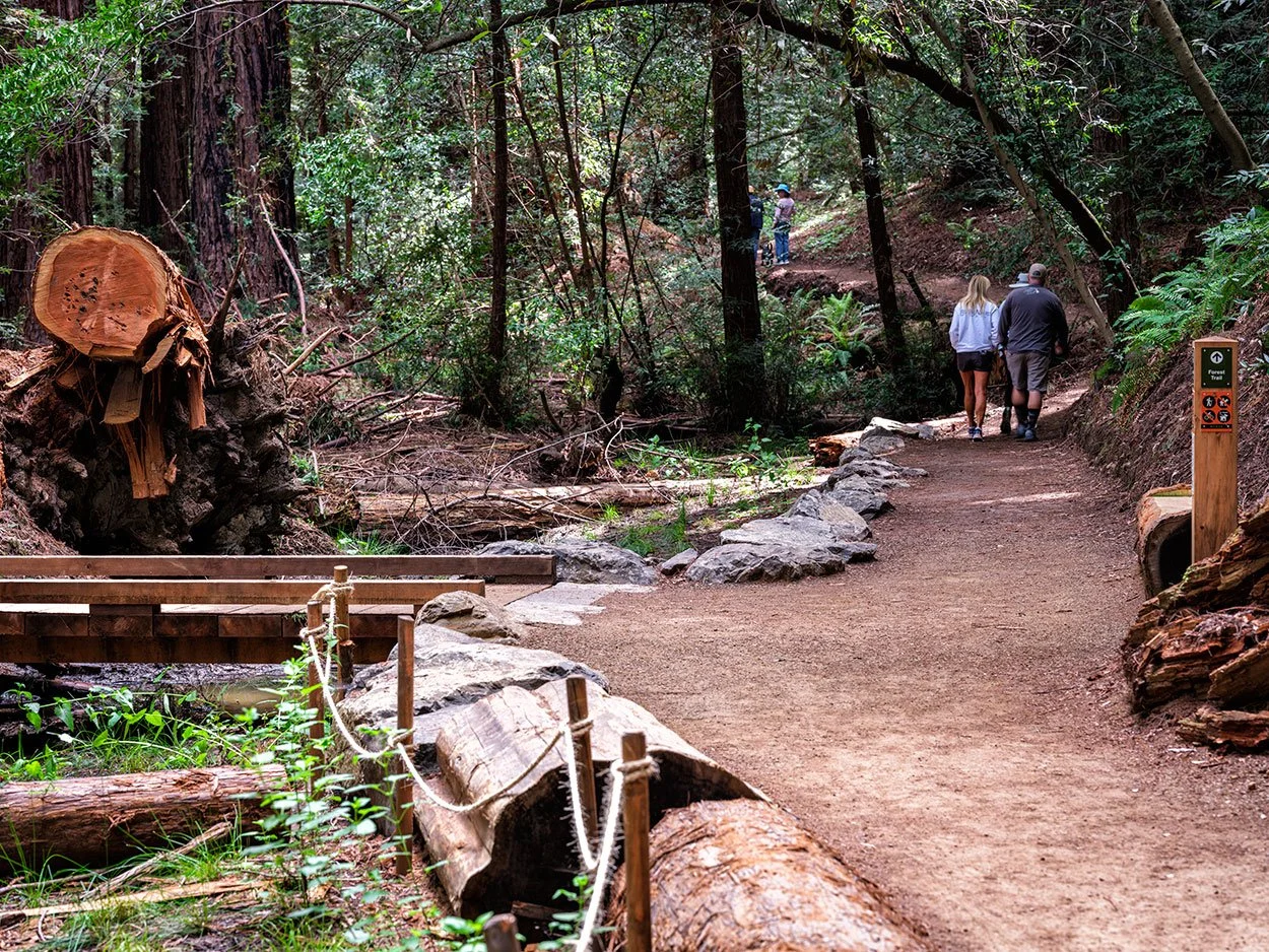 Roy's Redwoods