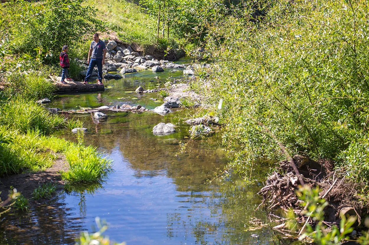 Sausal Creek Restoration