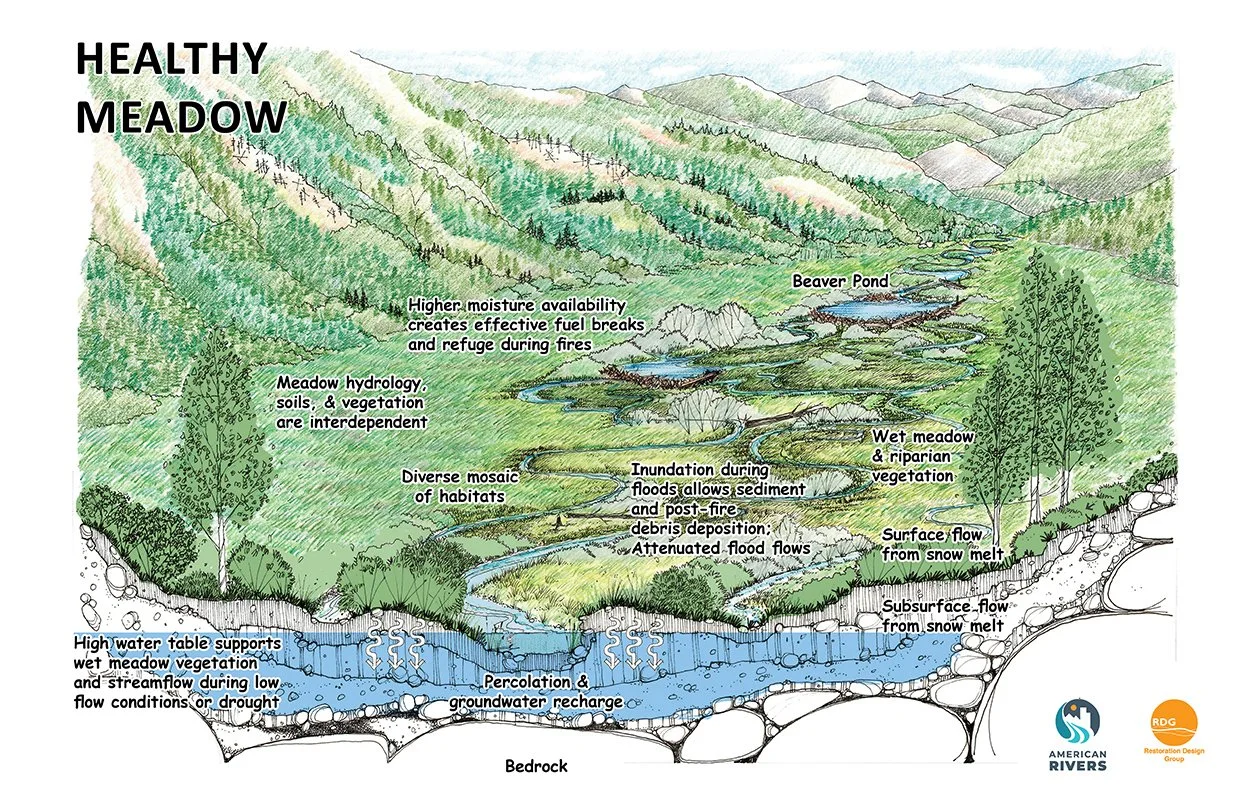 Illustrated diagram of a healthy meadow with a connected floodplain