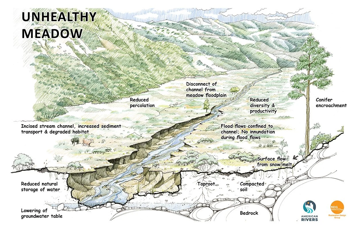 Illustrated diagram of an unhealthy meadow with an incised stream channel