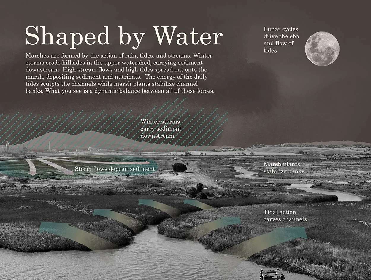 "Shaped by Water" interpretive panel illustrating how tides shape the marsh