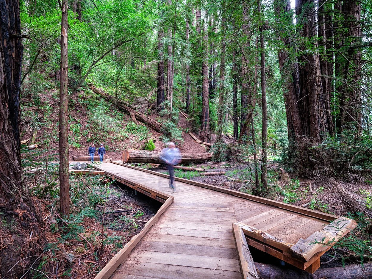 Visitor walking a wooden boardwalk through the redwood grove at Roy's Redwoods