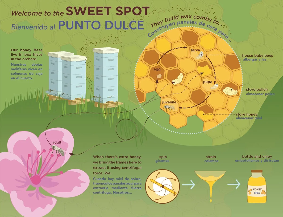 Bilingual "Sweet Spot" infographic explaining honey extraction