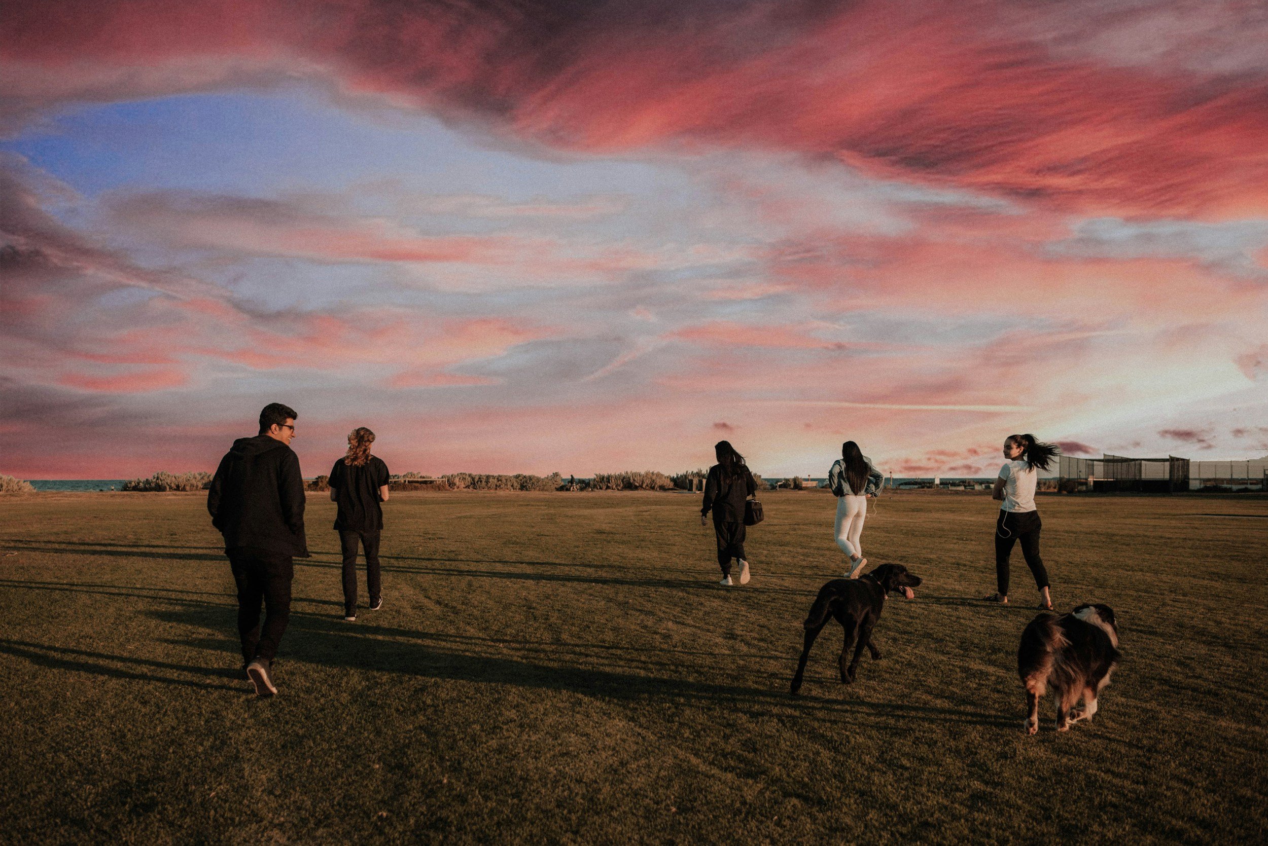A group of five people walking on a grassy field during sunset, with a colorful sky overhead, some with dogs on leashes.