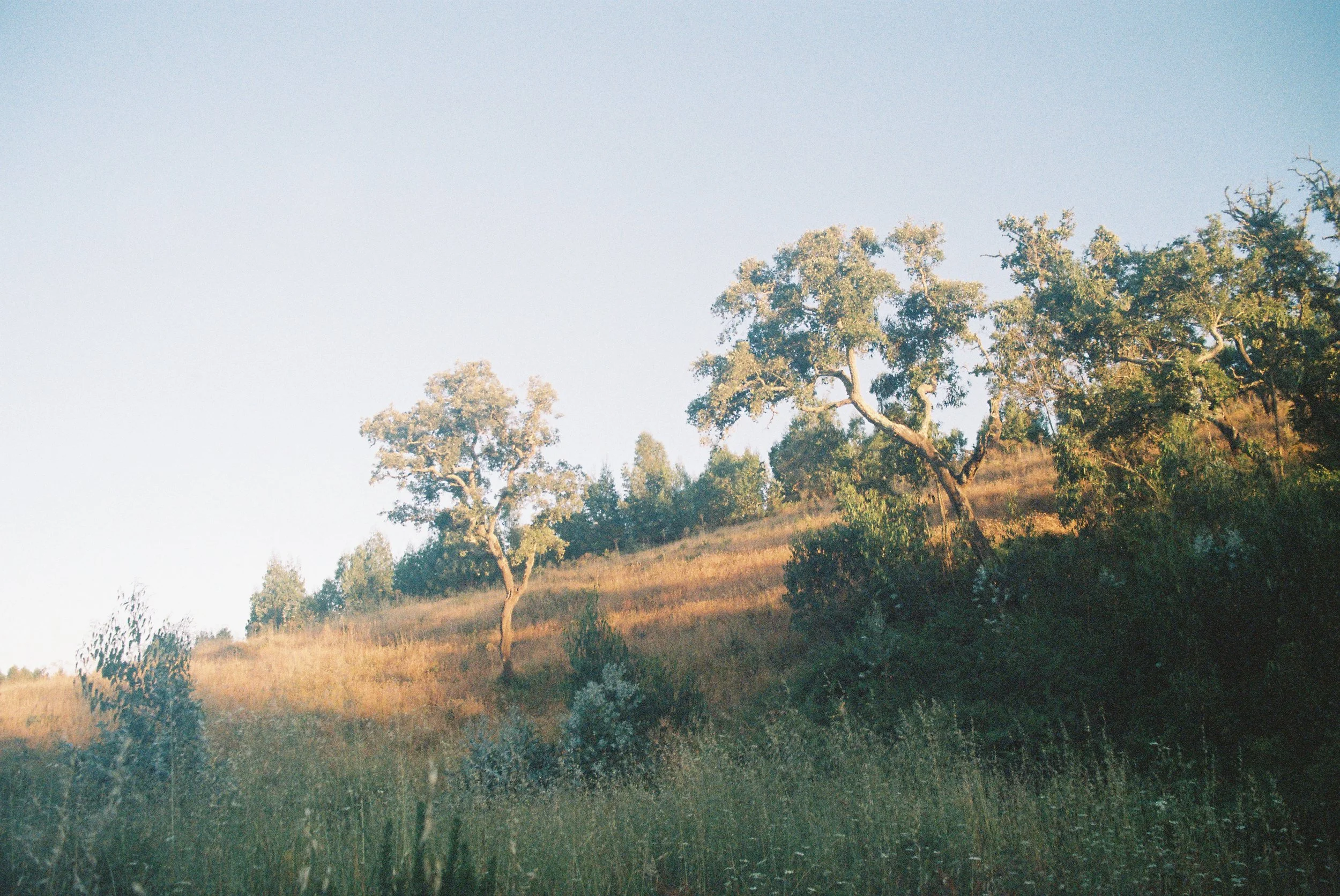 Forest Trees, Sao Luis, 2026, Digital Scan from a Color 35mm Negative, 4” x 6”