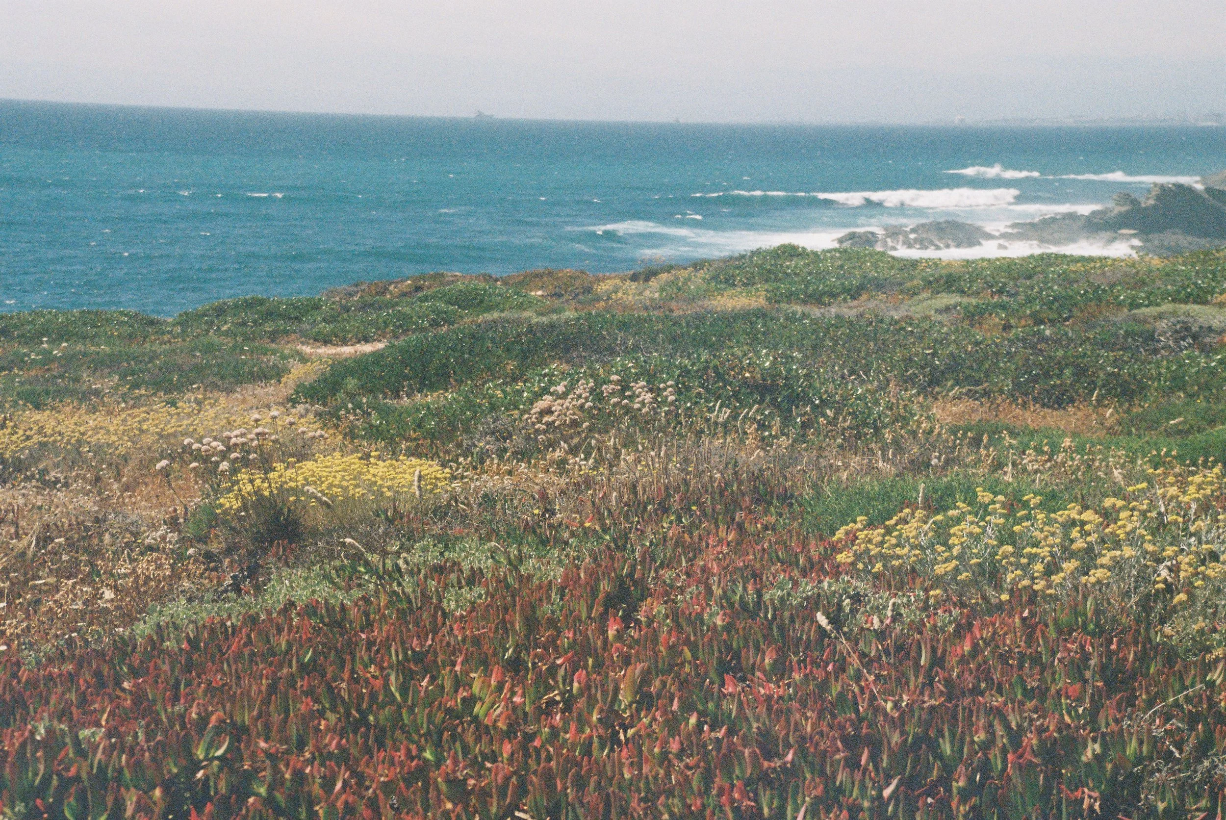 Wildflowers, Porto Covo, 2026, Digital Scan from a Color 35mm Negative, 4” x 6”