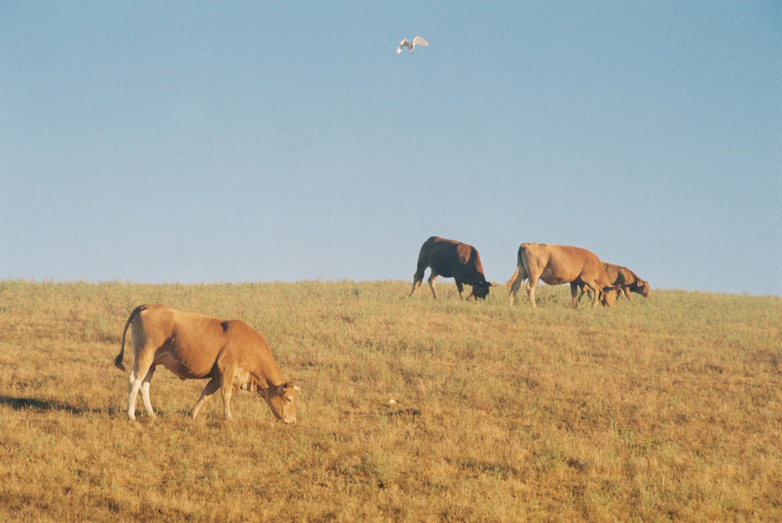 Cows in a Field, Cercal de Alentejo, 2026, Digital Scan from a Color 35mm Negative, 4” x 6”