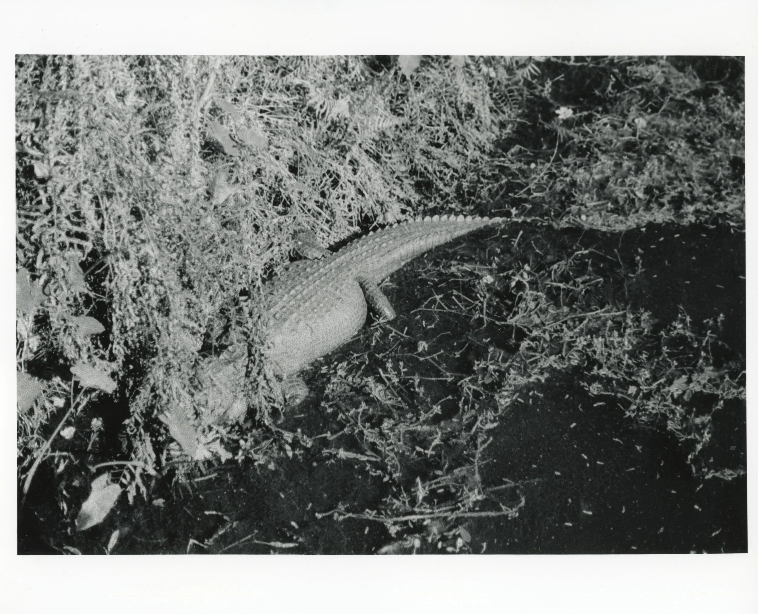 Alligator, 2026, Gelatin Silver Print from a B&W 35mm negative, 8” x 10”