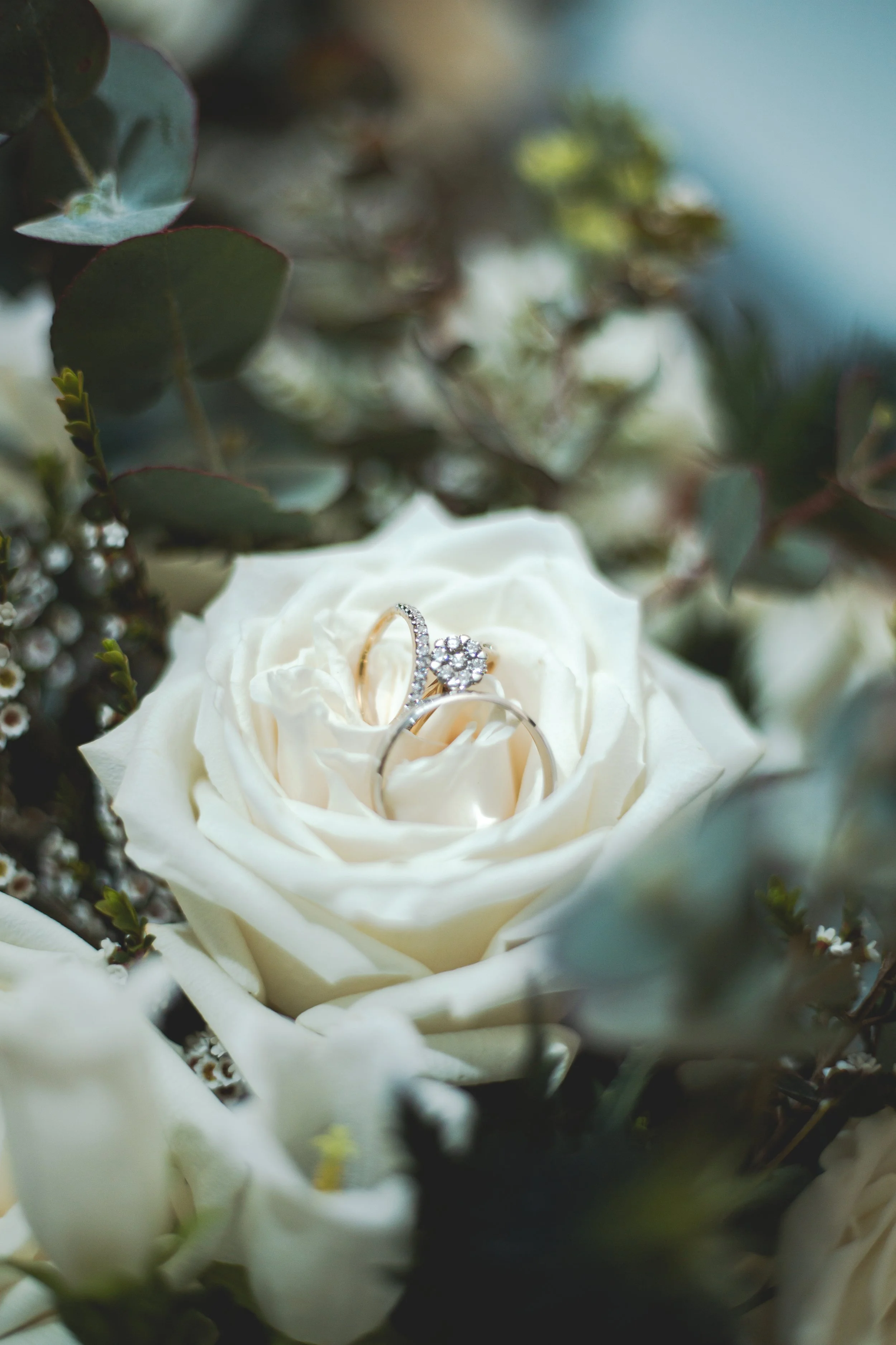 Close up detail of wedding rings in white rose flower. 